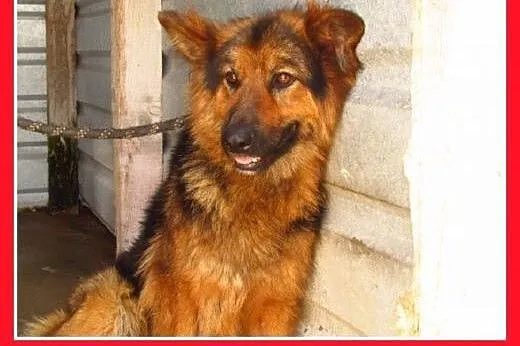 Owczarek z domu tymczasowego,suka DONA dla doświad