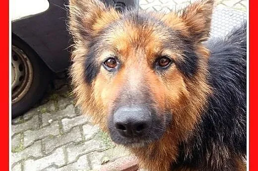 Owczarek z domu tymczasowego,suka DONA dla doświad