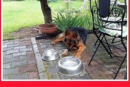 Owczarek z domu tymczasowego,suka DONA dla doświad