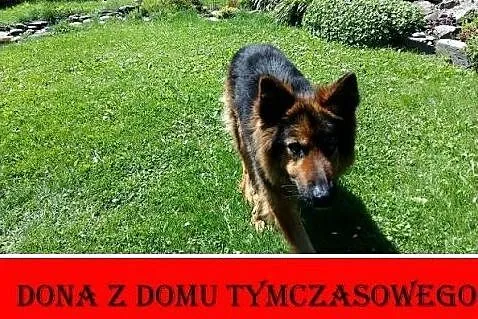Owczarek z domu tymczasowego,suka DONA dla doświad