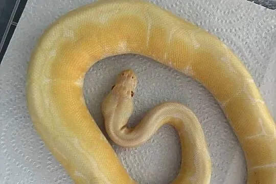 Pyton królewski albino spider