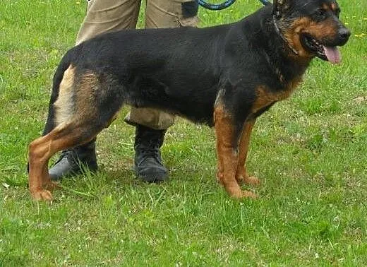 Garbo - do adopcji, lubuskie Świebodzin