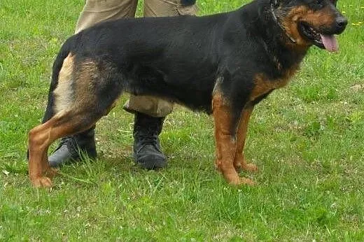 Garbo - do adopcji,  lubuskie Świebodzin