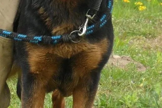 Garbo - do adopcji,  lubuskie Świebodzin