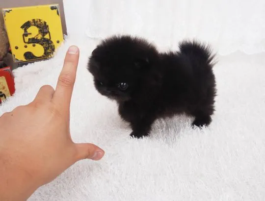Piękne samce i samice szpica miniaturowego gotowe na nowe domy., , Wrocław