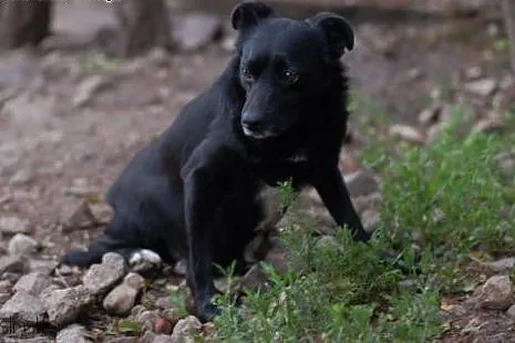 Bajka - spokojna, łagodna MIKROsunia do adopcji!, 