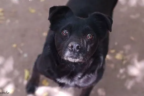 Bajka - spokojna, łagodna MIKROsunia do adopcji!, 