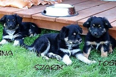 3 wspaniałe szczeniaczki szukają kochających i odpowiedzialnych domków,  Kundelki cała Polska, 