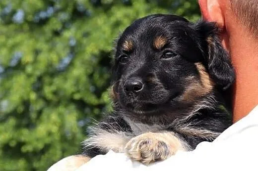 3 wspaniałe szczeniaczki szukają kochających i odpowiedzialnych domków,  Kundelki cała Polska, 
