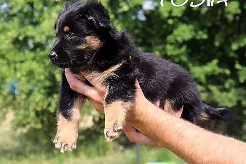 3 wspaniałe szczeniaczki szukają kochających i odpowiedzialnych domków,  Kundelki cała Polska, 