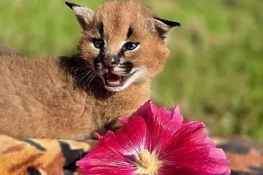 Karakal stepowy, caracal, młode koty, łagodne, piękne,oswojone, Warmińsko-mazurskie, Pasłęk
