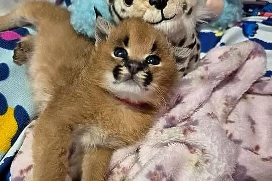 Karakal stepowy, caracal, młode koty, łagodne, piękne,oswojone, Warmińsko-mazurskie, Pasłęk