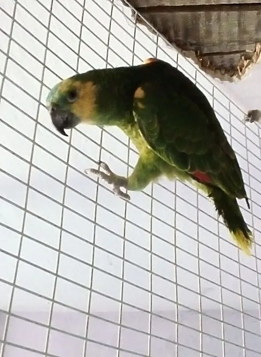 Papugi Amazonka niebieskoczelna z 2018r, , Gaworzyce