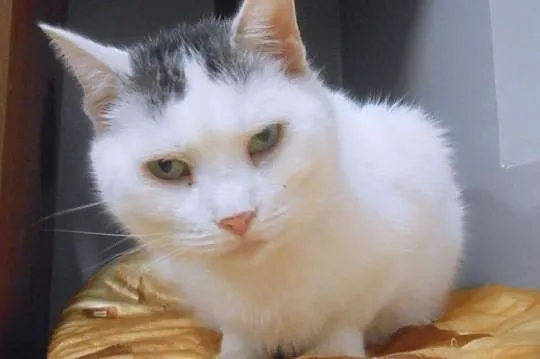 Biały, domowy kot czeka w schronisku na nowy dom!, Olsztyn