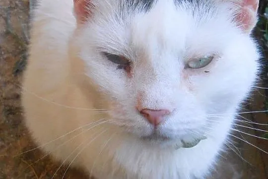 Biały, domowy kot czeka w schronisku na nowy dom!, Olsztyn