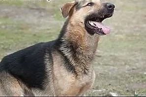 OSKAR - 2 letni wesołek, mix owczarka szuka domu!,