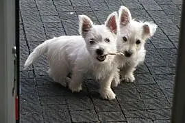 Sprzedam West Highland White Terrier z rodowodem F, Poznań