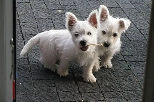 Sprzedam West Highland White Terrier z rodowodem F