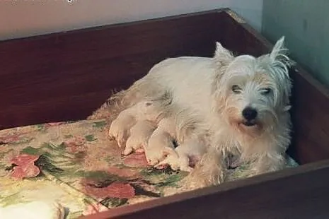 Sprzedam West Highland White Terrier z rodowodem F