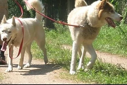 Anuri i Bela - cudowna para husky czeka na kochają