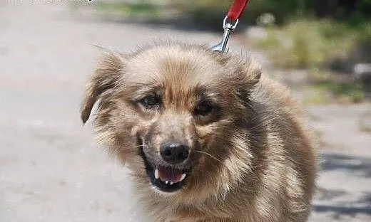 Malutka 8 kg Psotka do pokochania!, mazowieckie W