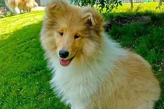 Owczarek Szkocki Collie, Małopolskie, Kokotów