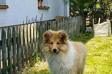 Owczarek Szkocki Collie, Małopolskie, Kokotów