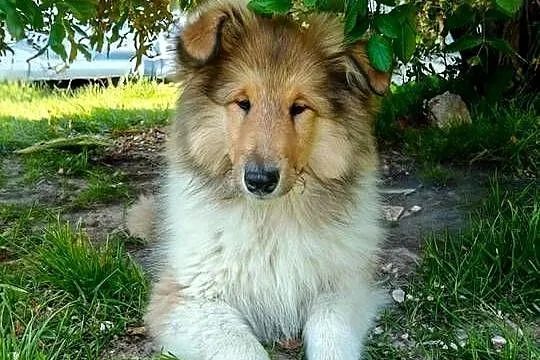 Owczarek Szkocki Collie, Małopolskie, Kokotów