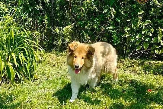 Owczarek Szkocki Collie, Małopolskie, Kokotów