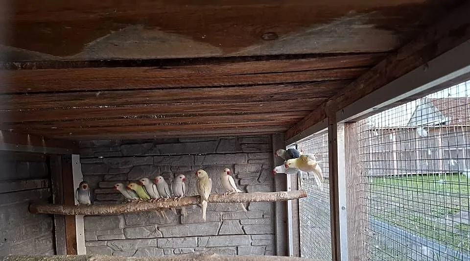 Aleksandretty obrożne barabandy, Wielkopolskie, Targoszyce