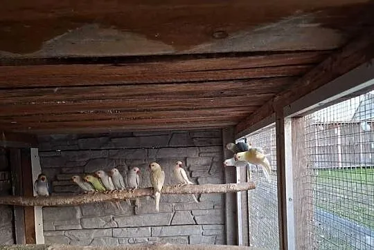Aleksandretty obrożne  barabandy, Wielkopolskie, Targoszyce