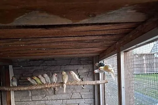 Aleksandretty obrożne  barabandy, Wielkopolskie, Targoszyce