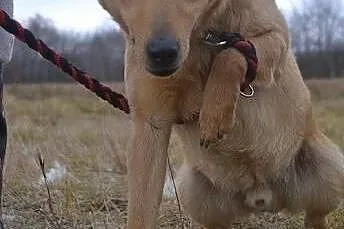 Gumiś to tak niezwykły psiak... Dlaczego wciąż mie