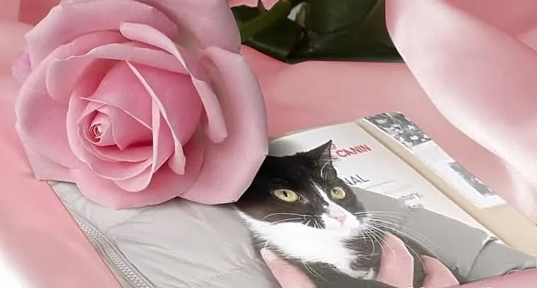 Calinecka pilnie szuka domu - adoptuj - pokochaj k