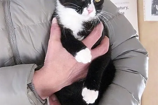 Calinecka pilnie szuka domu - adoptuj - pokochaj k
