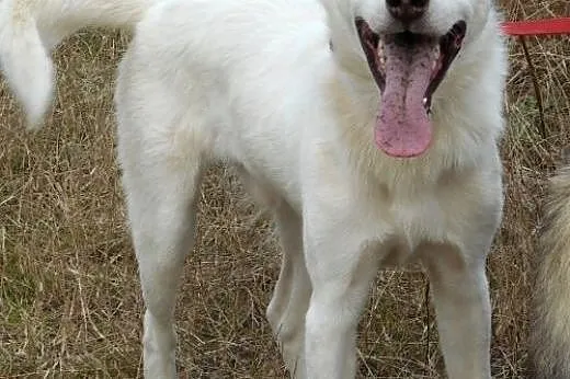 Roki- młody i inteligentny mix husky do adopcji,  