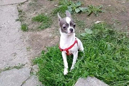 Sprzedam samca chihuahua
