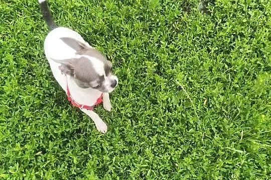 Sprzedam samca chihuahua, Wielkopolskie, Kijaszkowo