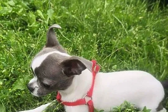Sprzedam samca chihuahua, Wielkopolskie, Kijaszkowo