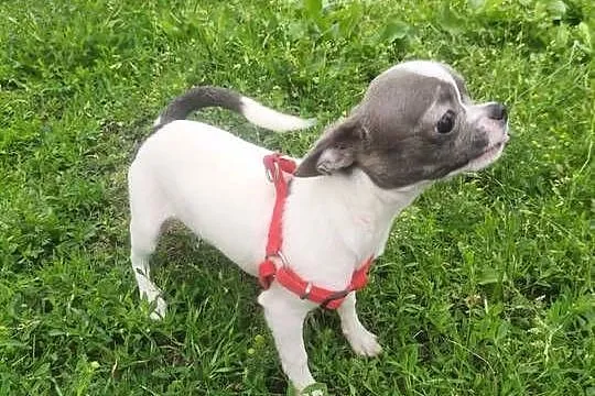 Sprzedam samca chihuahua, Wielkopolskie, Kijaszkowo