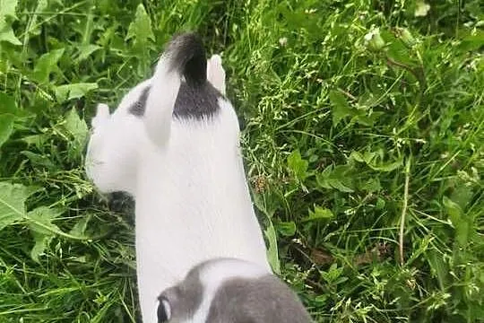 Sprzedam samca chihuahua, Wielkopolskie, Kijaszkowo