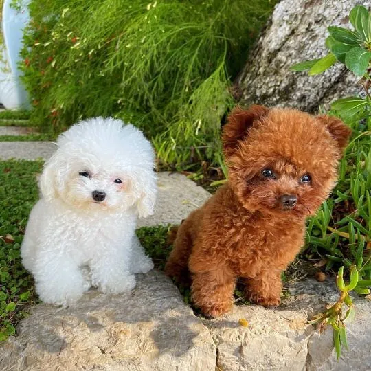 Szczenięta pudla, pies i suczka, szukają nowego domu.