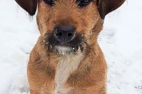 ROLO - 5 miesięczny szczeniak, wyrzucony z auta PILNIE szuka domu, Mazowieckie, Warszawa