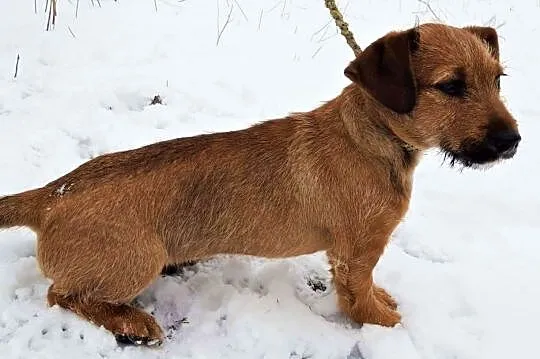ROLO - 5 miesięczny szczeniak, wyrzucony z auta PILNIE szuka domu, Mazowieckie, Warszawa