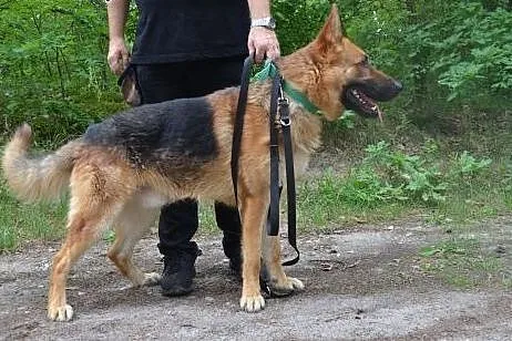Max - piękny, młody pies w typie Owczarka Niemieck