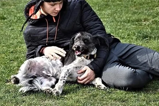 JASKIER piękny psiak kochający ludzi i świat szuka dobrego domku na zawsze, Wielkopolskie, Poznań