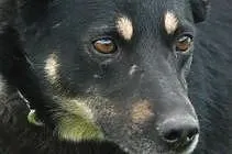 Młoda Norka, ale jest u nas najdłużej, adopcja,  małopolskie Kraków