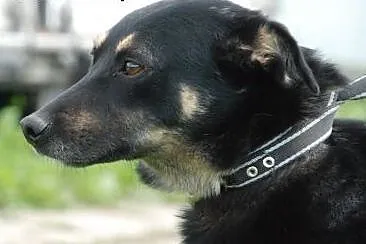 Młoda Norka, ale jest u nas najdłużej, adopcja,  m