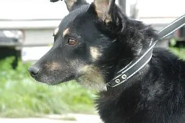 Młoda Norka, ale jest u nas najdłużej, adopcja,  m