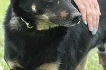 Młoda Norka, ale jest u nas najdłużej, adopcja,  m